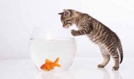 猫咪吃瓜啃冰棍,瓜果冰棍大挑战