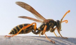 马蜂吃瓜,揭秘昆虫界的独特饮食习惯