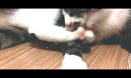 小猫可以吃冰瓜吗,揭秘小猫能否享用冰瓜