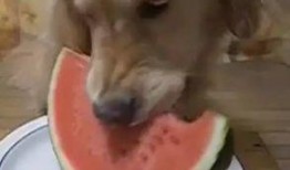 大汪吃瓜,揭秘娱乐圈幕后真相