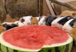 怪兽吃瓜不吃瓜下一句,揭秘吃瓜与不吃瓜之谜