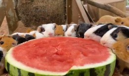 怪兽吃瓜不吃瓜下一句,揭秘吃瓜与不吃瓜之谜