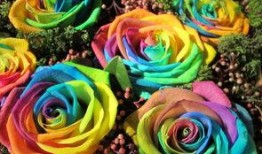 蓝色妖姬吃瓜哥的瓜,吃瓜哥瓜中藏的惊人真相