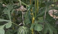 郑州吃瓜视频,揭秘街头美食背后的故事