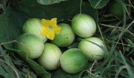 小圆瓜都怎么吃