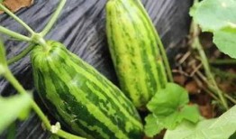 吃瓜150人,一场舌尖上的狂欢