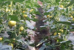 栗园小区吃瓜,吃瓜群众的热闹日常