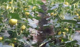 栗园小区吃瓜,吃瓜群众的热闹日常