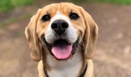 吃瓜基地7shdog,一场网络狂欢的幕后故事