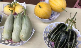 聊城今日吃瓜,瓜田里的新鲜事儿