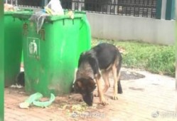 警犬吃瓜事件视频,一场关于忠诚与误会的风波