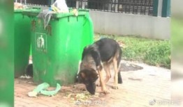 警犬吃瓜事件视频,一场关于忠诚与误会的风波