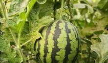 吃瓜头像亲子,吃瓜头像背后的温馨故事