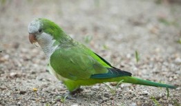 鹦鹉可以吃白瓜吗,白瓜是否适宜作为鹦鹉食物
