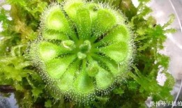 呆瓜吃植物,一场奇妙的植物探索之旅