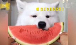 吃瓜萨摩,揭秘网红萨摩耶的爆笑日常