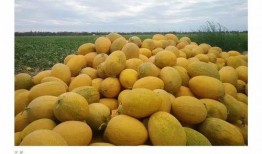 哈密哪里吃瓜,探寻新疆哈密特色瓜果美食之旅