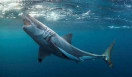 肥肥鲨吃瓜,一场海洋生物的美食探险