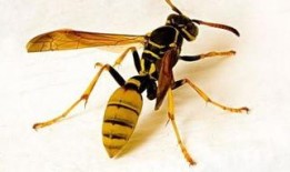 马蜂吃瓜,揭秘昆虫界的独特饮食习惯