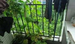 西南技术学院吃瓜