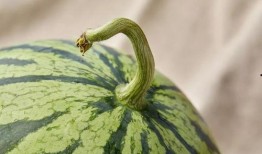 青浦吃瓜,探寻当地特色美食之旅