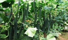 立夏吃瓜坨公,品味传统美食瓜坨公的独特魅力