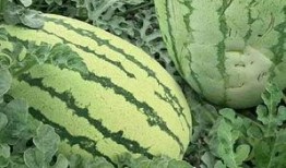 花样吃瓜的视频,解锁夏日美食新姿势