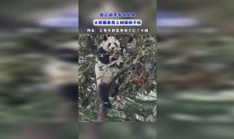 秦秀熊猫吃瓜,秦秀熊猫的夏日吃瓜盛宴