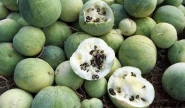 全球吃瓜平台,揭秘各大洲热门话题与趣味事件