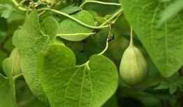 吃梢瓜好吗,吃梢瓜的好处与营养价值解析