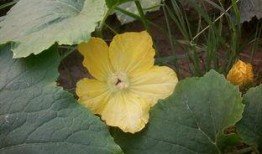 五瓣花吃瓜,探寻神秘花语背后的瓜趣故事