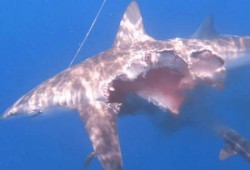 肥肥鲨吃瓜,一场海洋生物的美食探险