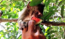 猴子吃瓜预测,揭秘动物世界中的趣味预测现象