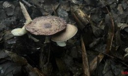 菌菌吃瓜QQ,揭秘网络红人的魅力与影响力