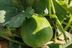 道具奶龙吃瓜,揭秘神秘道具背后的奇幻之旅