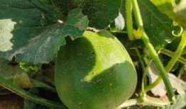 道具奶龙吃瓜,揭秘神秘道具背后的奇幻之旅