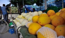 梦见吃黄河蜜瓜,揭秘黄河蜜瓜的奇幻之旅