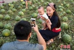 在瓜田下吃瓜,夏日清凉美食之旅