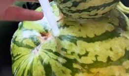 吃瓜西瓜的搞笑配音,吃瓜西瓜的搞笑配音大揭秘