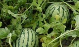 卖瓜说瓜甜生的吃不得,揭秘食品安全背后的真相