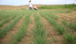 农村中的吃瓜视频,短视频里的乡村生活百态