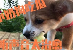 和狗吃瓜,揭秘宠物界的八卦风云