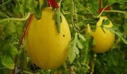 南宁的吃瓜群,揭秘城市生活百态的“瓜界乐园”