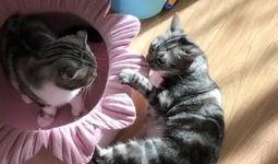 猫伸头吃瓜,猫儿探瓜奇遇记