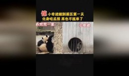 吃瓜熊打架视频,吃瓜熊的激烈对决瞬间