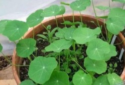 呆瓜吃植物,一场奇妙的植物探索之旅