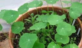 呆瓜吃植物,一场奇妙的植物探索之旅