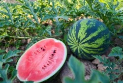 现代吃瓜,揭秘网络时代的围观文化