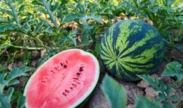 现代吃瓜,揭秘网络时代的围观文化