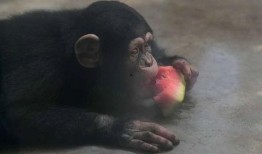 猩猩搞笑吃瓜视频,萌态十足引网友爆笑